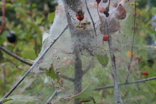 Якщо павутиння на рослинах, чи небезпечно?