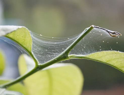 Як позбутися павутинного кліща на кімнатних рослинах?