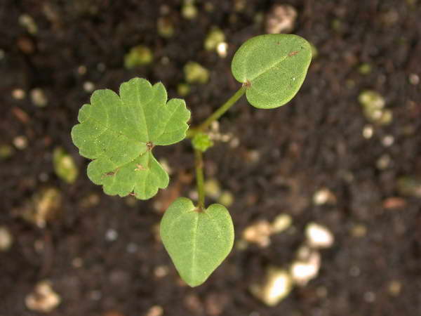 Lavatera vrtna troyanda, ki raste iz tal pri sajenju na vrt vrtnice in gleda na odprto tla